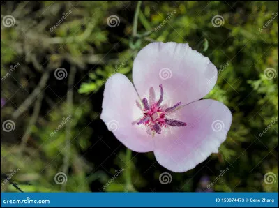 La mariposa est la fleur nationale de Cuba.