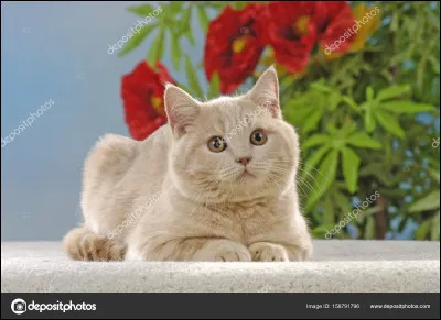 Combien de chatons a eu Chipie ?