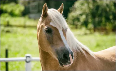 Qu'est-ce qu'un cheval hongre ?