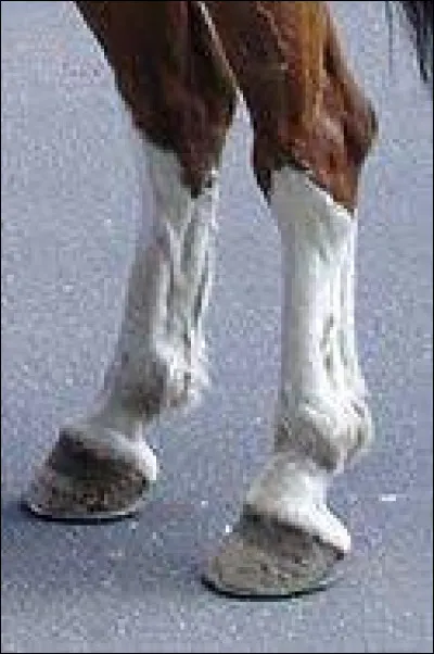 Comment s'appellent les marques blanches sur les jambes du 
cheval ?