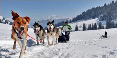 Laquelle de ces personnes a écrit ''Histoire de chiens'' ?