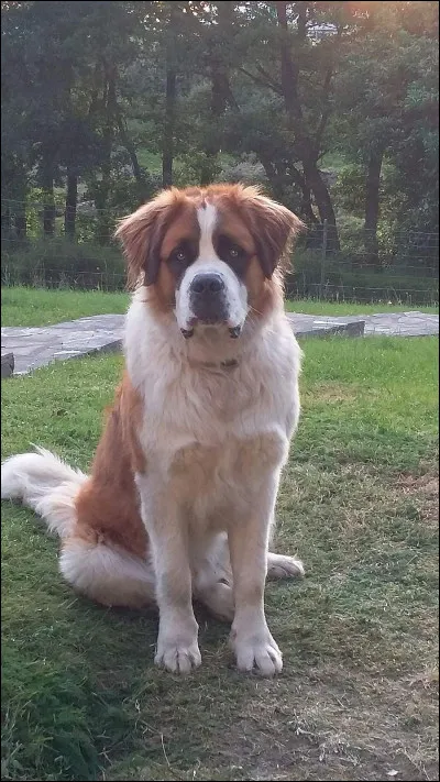 Quel est le nom de ce chien ?