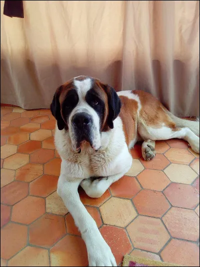 Mais du coup, ça ne me dit de quelle race il est ! Quelle est-elle ?