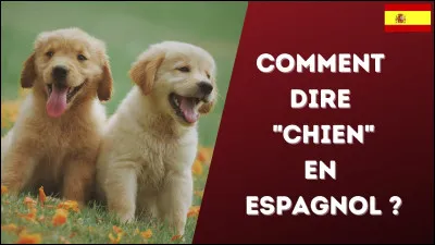 Parlons espagnol ! Comment traduit-on ''chien'' en espagnol ?