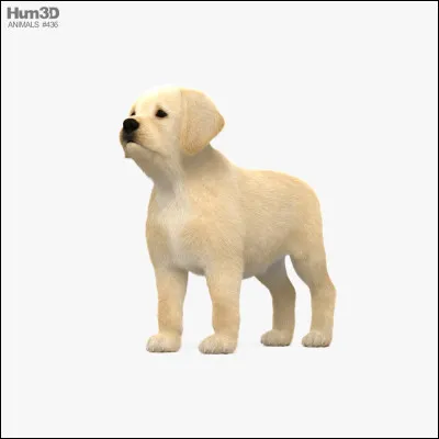 Comment appelle-t-on le petit du chiot ?