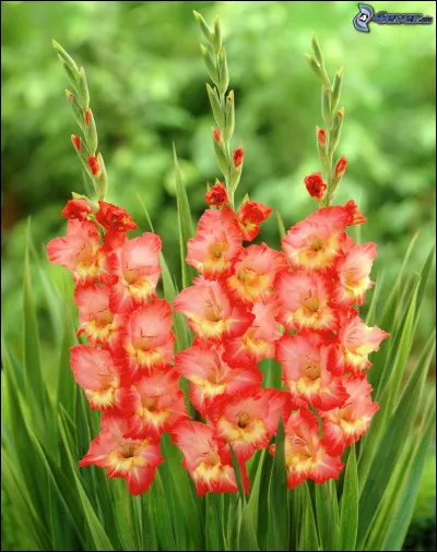 Quel est ton cycle pr&eacute;f&eacute;r&eacute; dans LGDC ?