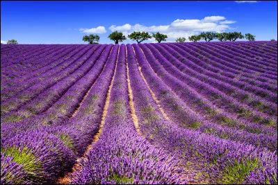 Qui est ton chef pr&eacute;f&eacute;r&eacute; ? (Clan de la Rivi&egrave;re)