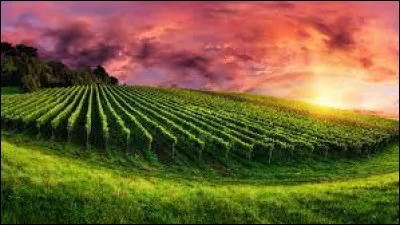 Quel écrivain est l'auteur du roman "Les Dieux ont soif" ?