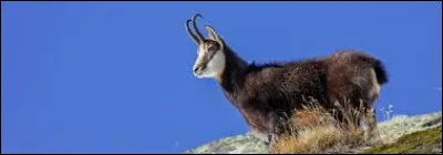 Le chamois a des poils creux.