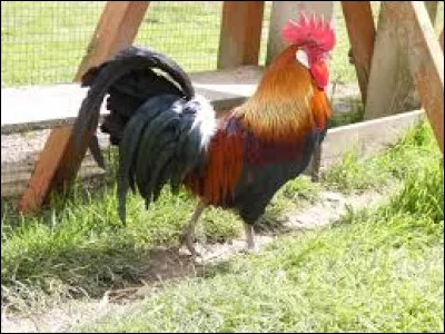 Quel nom porte la griffe à l'arrière des pattes du coq ?