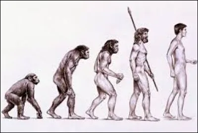 À quel ordre les singes et les hommes appartiennent-ils ?