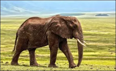 L'éléphant d'Afrique possède 5 ongles aux pattes arrière.