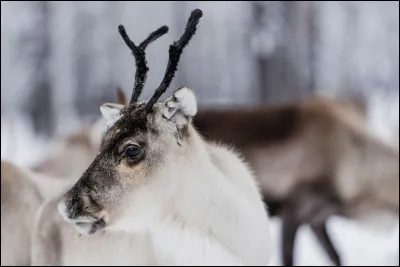En cas de danger le renne peut courir jusqu'à...