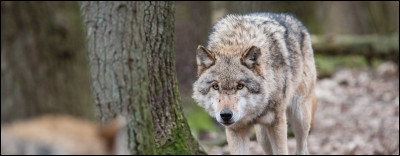 Le loup gris peut percevoir des sons jusqu'à...