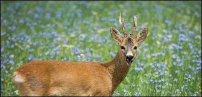 Quel est le nom de la femelle du chevreuil ?