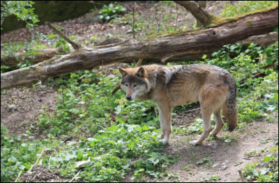 Les sous-espèces du loup gris eurasien composent...