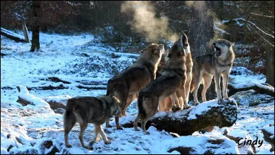 D'après l'association française FERUS. À l'issue de l'hiver 2018-2019, la population de loups en France est estimée à...