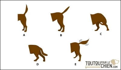 Sur l'image C le loup montre...