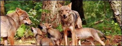 La truffe du loup peut capter des odeurs de proies situées à plus de...