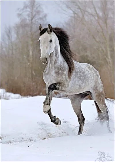 Quelle est cette robe ?
(MOYEN-FACILE)