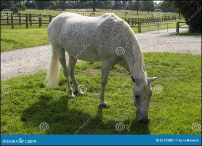 Quelle est cette robe ?
(MOYEN)