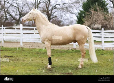 Quelle est cette robe ?
(DIFFICILE)