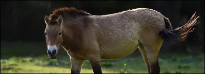 Le cheval de przewalski est une espèce rare, il s'agit du premier cheval...