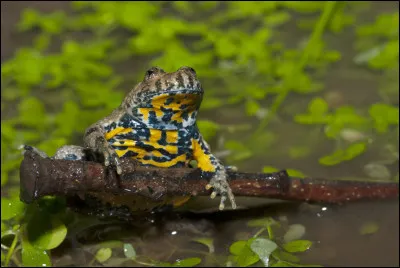 Le sonneur à ventre jaune est un tout petit crapaud, rare et protégé. Il est présent en Belgique. Il aime les eaux...