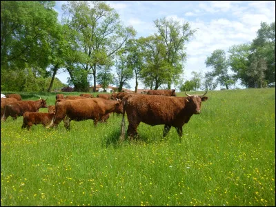 Quelle est cette race de vache ?