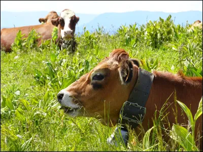 Quelle est cette vache ?