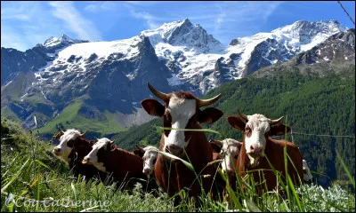 Parmi ces vaches laquelle n'est pas élevée pour sa viande ?