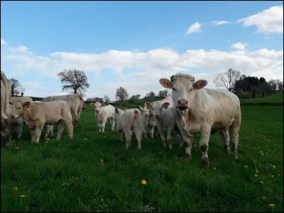 Combien de races de vaches compte la France ?