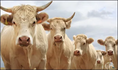 Quelle est cette race de vache ?