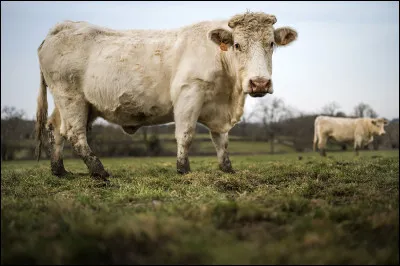 Parmi ces pays où la Charolaise a-t-elle été exportée ?