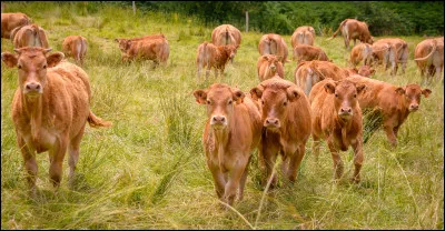Combien de temps peut vivre une vache ?