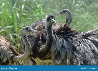 Quel est cet animal ?