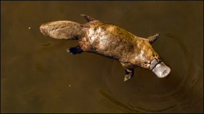 Quel est cet animal ?