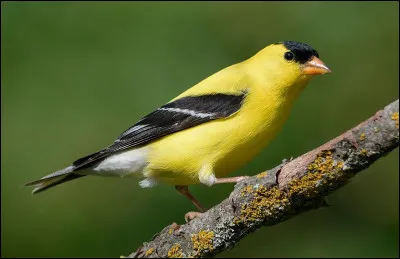 Quel est cet oiseau ?