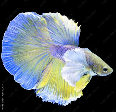 Quel est ce poisson ?