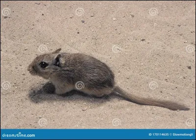 Quel est cet animal domestique ?