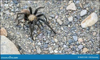 Quel est cet insecte ?