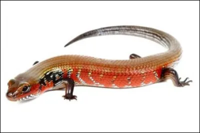 Combien de rois de France sont morts à l'étranger ?