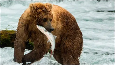 L'ours brun est un...