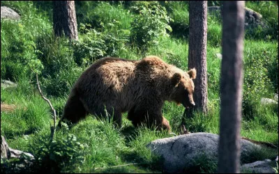 Lequel de ces sous-esp&egrave;ces d'ours bruns vit en Europe ?