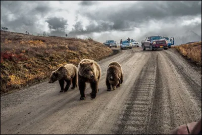 En France, la chasse &agrave; l'ours a &eacute;t&eacute; une r&eacute;alit&eacute; jusqu'au milieu du...
