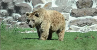 De quelle esp&egrave;ce d'ours s'agit-il ?