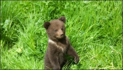 La femelle de l'ours brun peut donner jusqu'&agrave;...