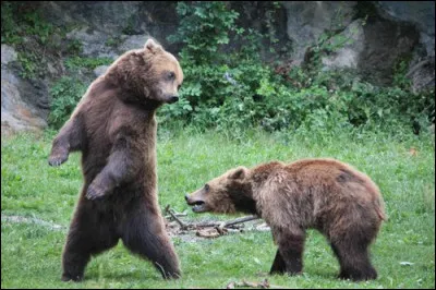 L'ours peut aussi d&eacute;guster une sucrerie &agrave; base de...