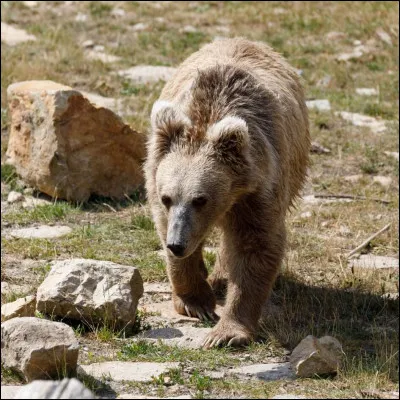 Quelle est cette esp&egrave;ce d'ours ?