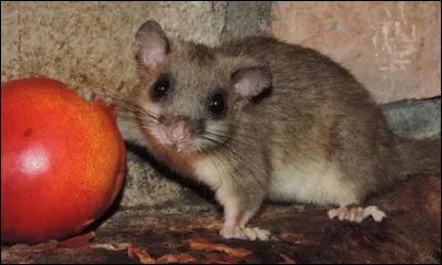 Quel est ce mignon petit animal ?